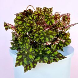 Begonia Tiger