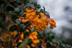 Berberis darwinii, agracejo darwinii