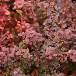 Berberis Ottawensis Auricoma