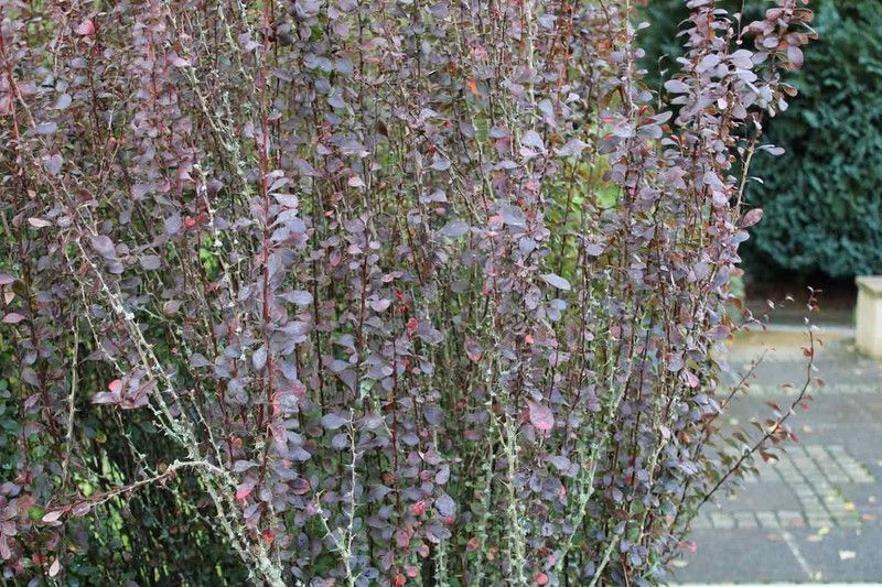 Berberis thunbergii 'Helmond pillar', agracejo japonés