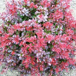 Berberis Thunbergii Nana