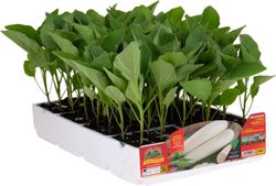 Berenjena Larga Blanca Copo de Nieve 6 Plantas en Pack