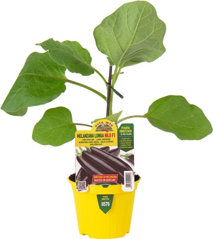 Berenjena Larga Negra 1 Planta en M-10 Injertada