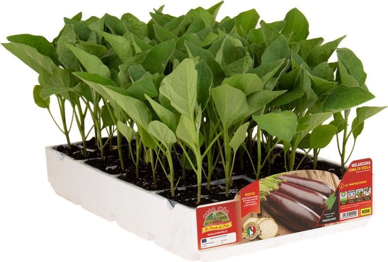 Berenjena Napolitana Cima di Viola 6 Plantas en Pack