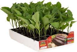 Berenjena Napolitana Cima di Viola 6 Plantas en Pack