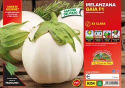 Berenjena Planca Clara 6 Plantas En Pack
