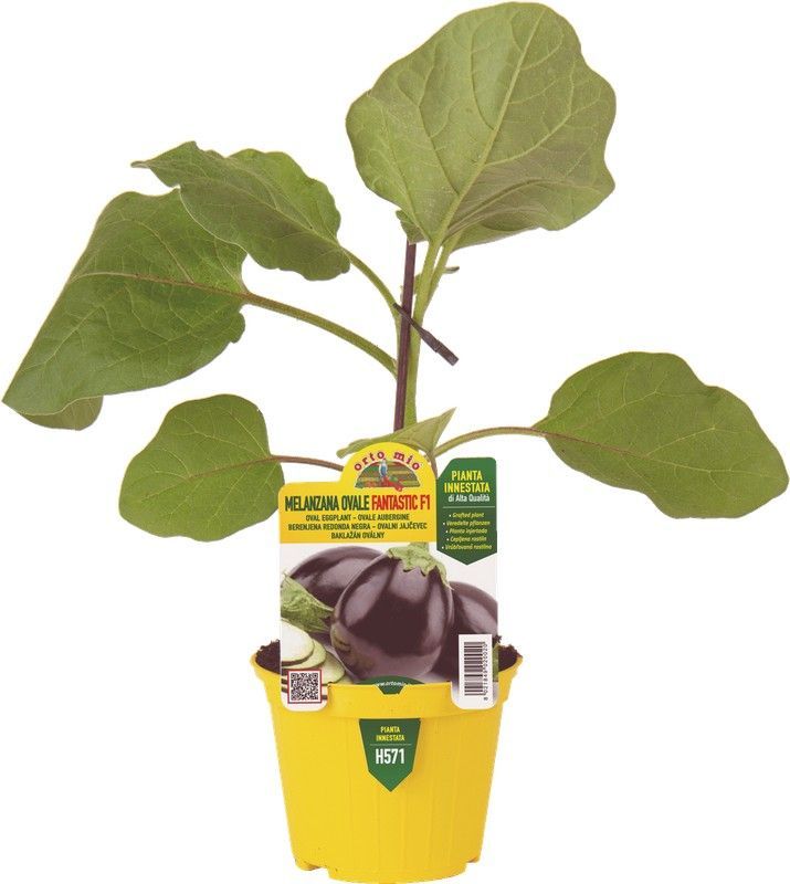 Berenjena Redonda Negra 1 Planta en M-10 Injertada