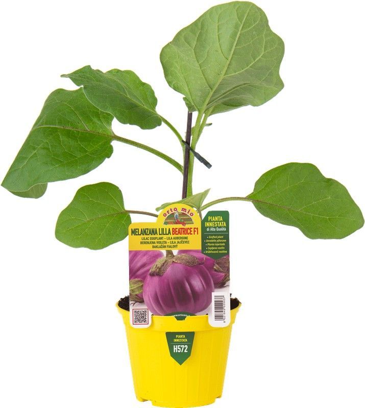 Berenjena Redonda Violeta 1 Planta en M-10 Injertada