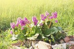 Bergenia cordifolia en maceta de 2L