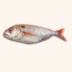 Besugo de la pinta. 1KG- 1´300KG