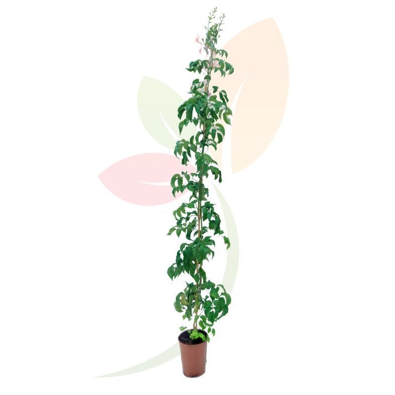 BIGNONIA CAPENSIS NARANJA TUTOR