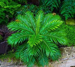 Blechnum gibbum "Silver lady"
