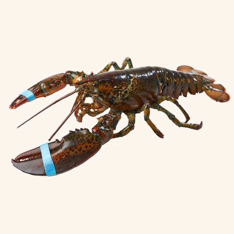 Bogavante Canadiense Vivo (500g 600gr)