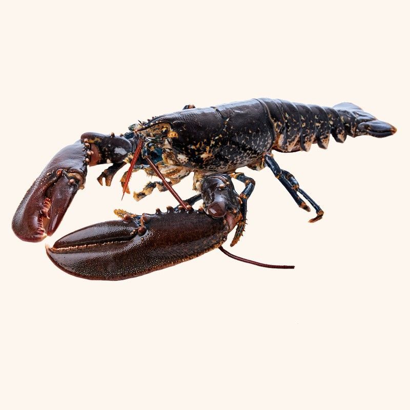 Bogavante Nacional (500g aprox)