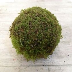 Bolas de Musgo Natural