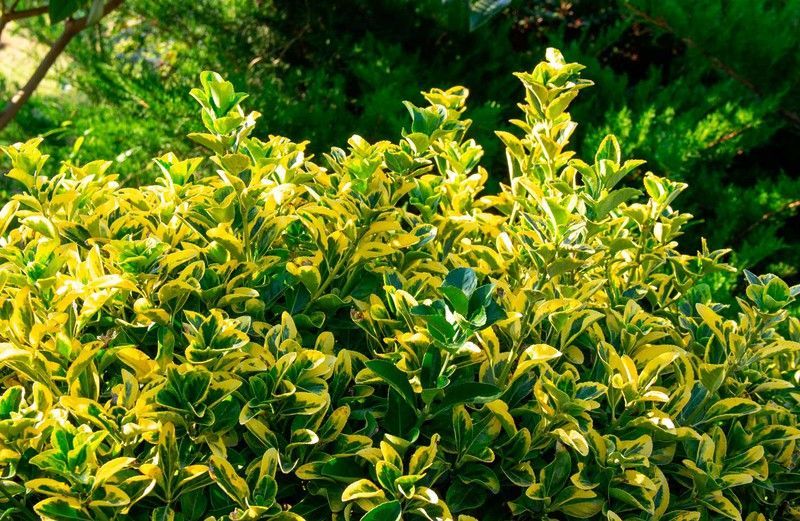 Bonetero del japón 'Aurea', Euonymus japonicus