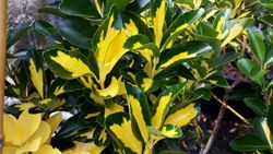 Bonetero del japón 'Medio picta', Euonymus japonicus