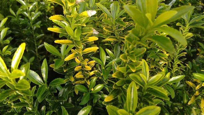 Bonetero del japón "Micro aurea" - Euonymus japonicus "Microphyllus aurea"