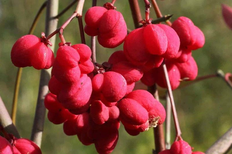 Bonetero, evónimo, Euonymus europaeus