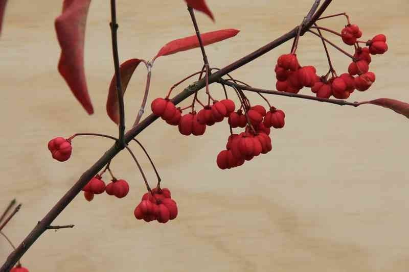 Bonetero, evónimo, Euonymus europaeus en maceta