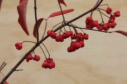 Bonetero, evónimo, Euonymus europaeus en maceta