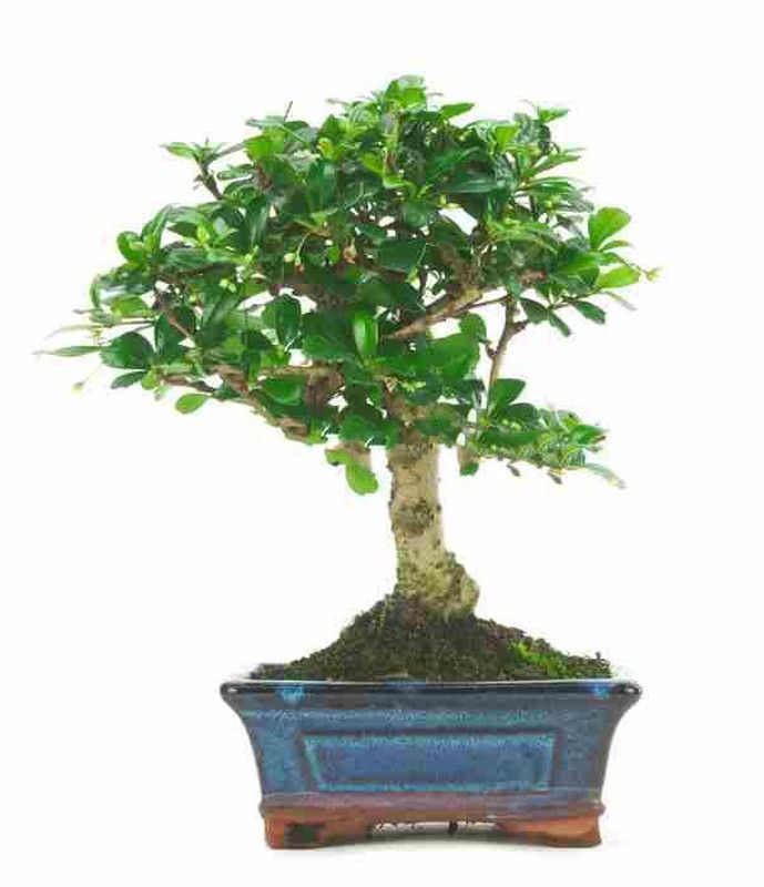 Bonsái Carmona Arbusto escorpión