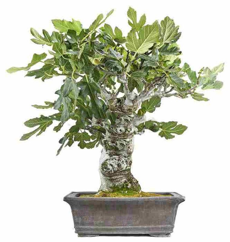 Bonsái Ficus Carica
