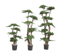 Bonsai Juniperus Preservado