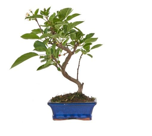 BonsáI Malus sp. PZ-ERWIAM