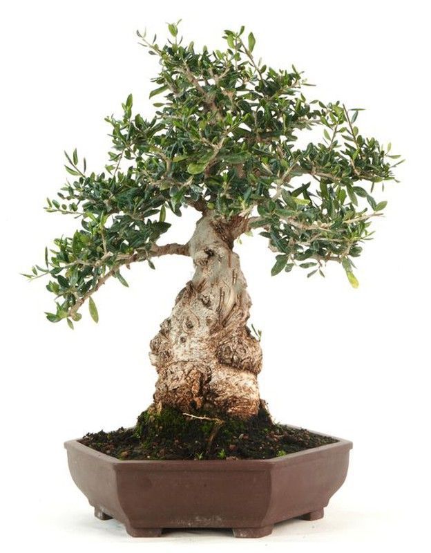 Bonsái Olivo. Olea europaea