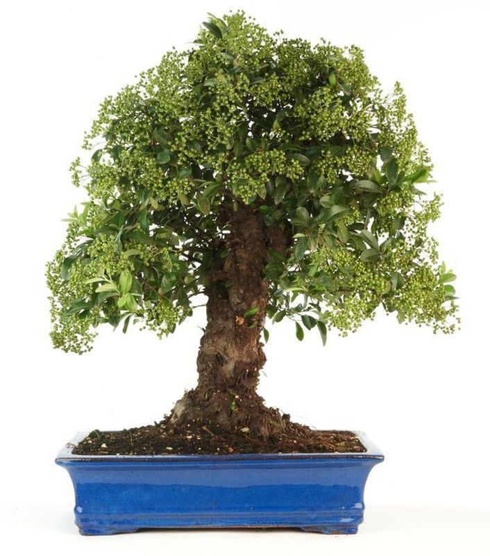 Bonsái Pyracantha. Espino de fuego