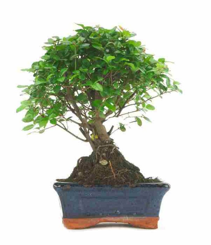 Bonsái Sageretia theezans. Ciruelo chino