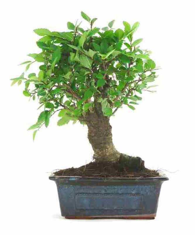 Bonsái Zelkova. Olmo chino