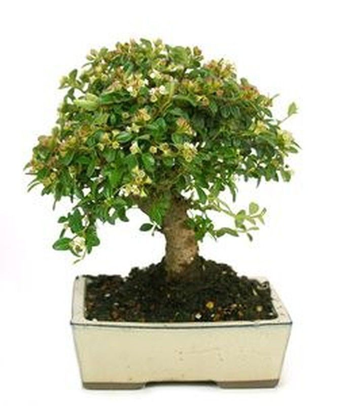 Bonsais Cotoneaster