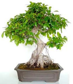 Bonsais Ficus Retusa