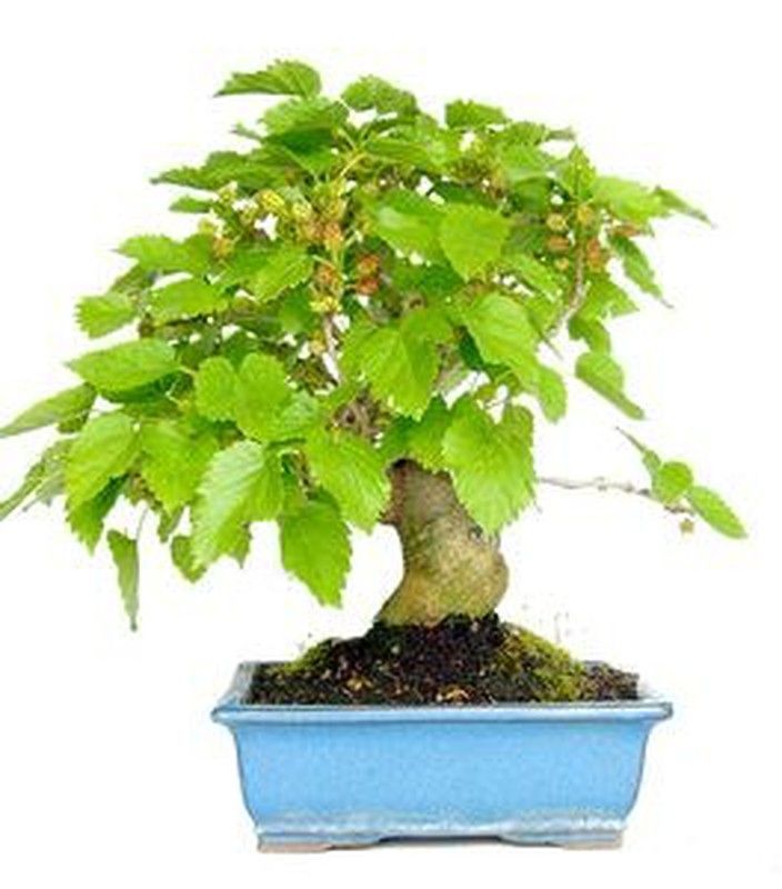 Bonsais Morus