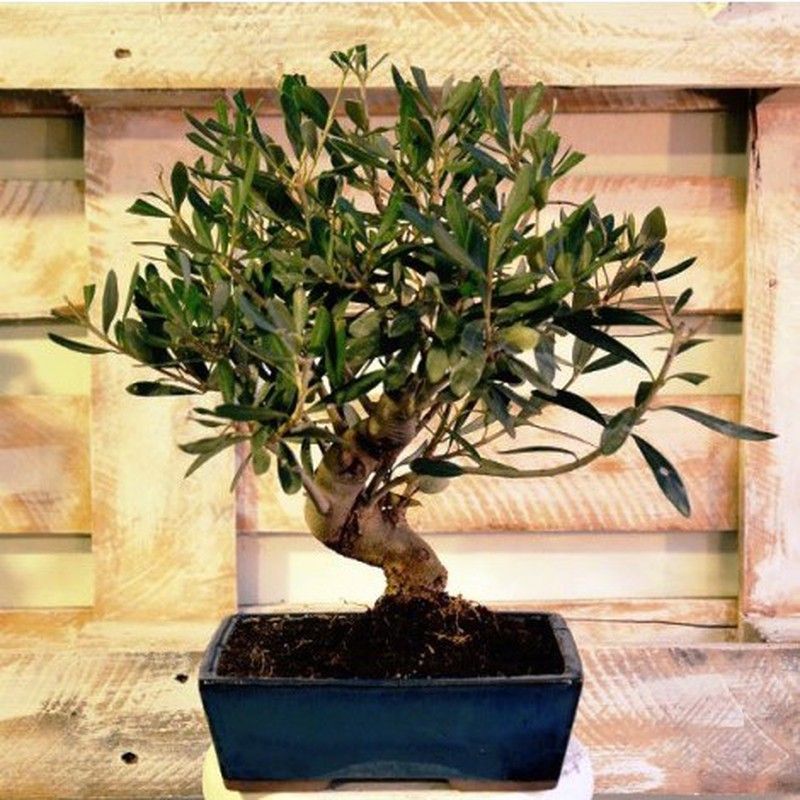 Bonsais Olea Europea