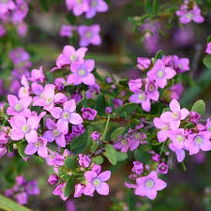 Boronia Crenulata Caja 6 uds.