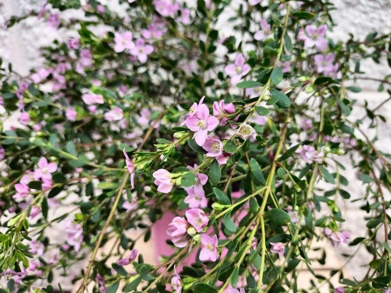 Boronia crenulata Pink Pearl