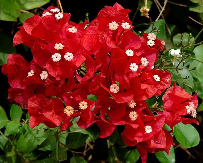 BOUGAINVILLEA ROJA TUTOR
