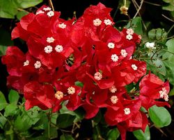 BOUGAINVILLEA ROJA TUTOR