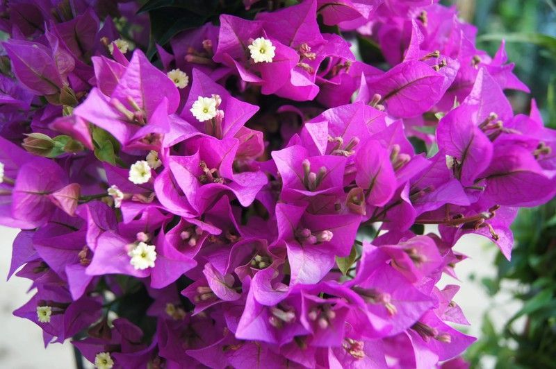 BOUGAINVILLEA SANDERIANA BOLA