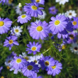 Brachyscome Iberidifoia