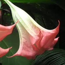 Brugmansia