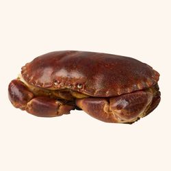 Buey de mar Vivo (500gr-700gr)