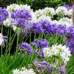 Bulbos Agapanthus