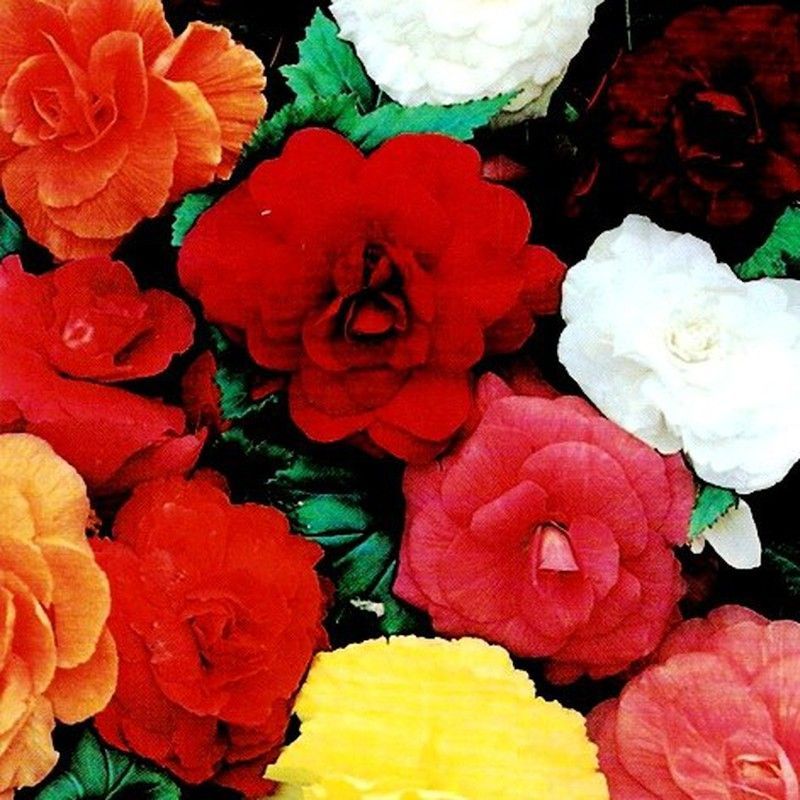 Bulbos Begonias Dobles