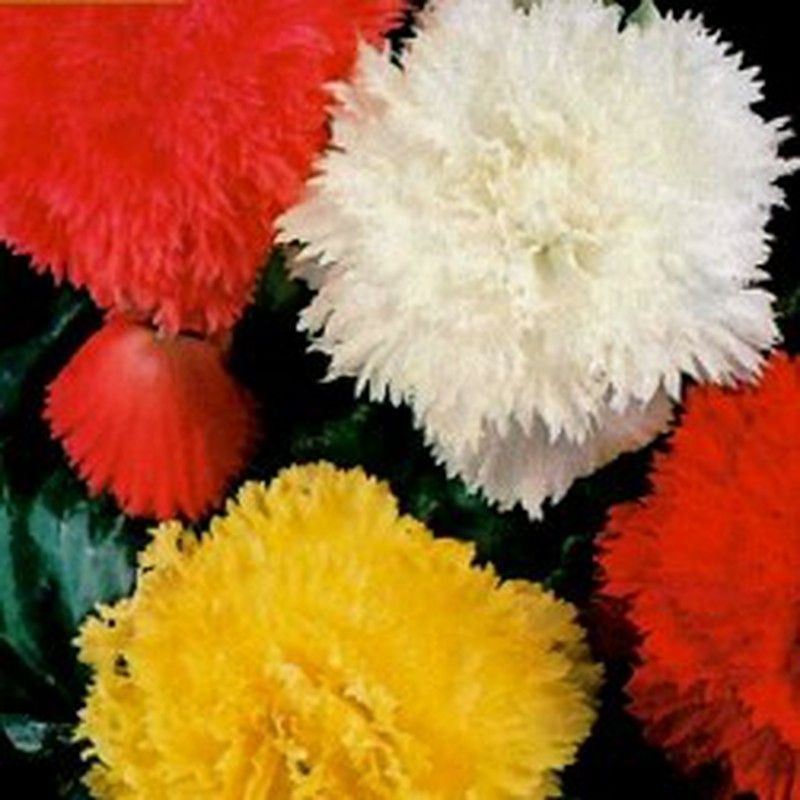 Bulbos Begonias Fimbriata