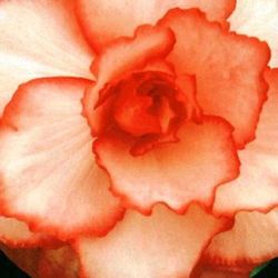 Bulbos Begonias Híbridas