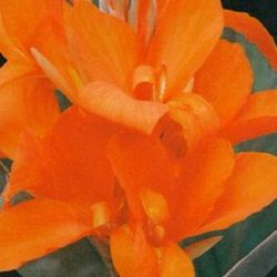 Bulbos Cannas Hoja Oscura